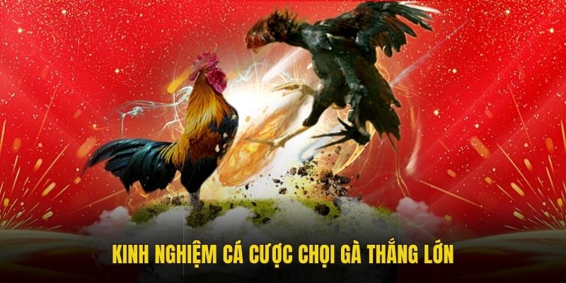 Kinh nghiệm cá cược chọi gà thắng lớn